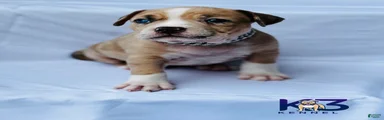American Bully Puppy 3