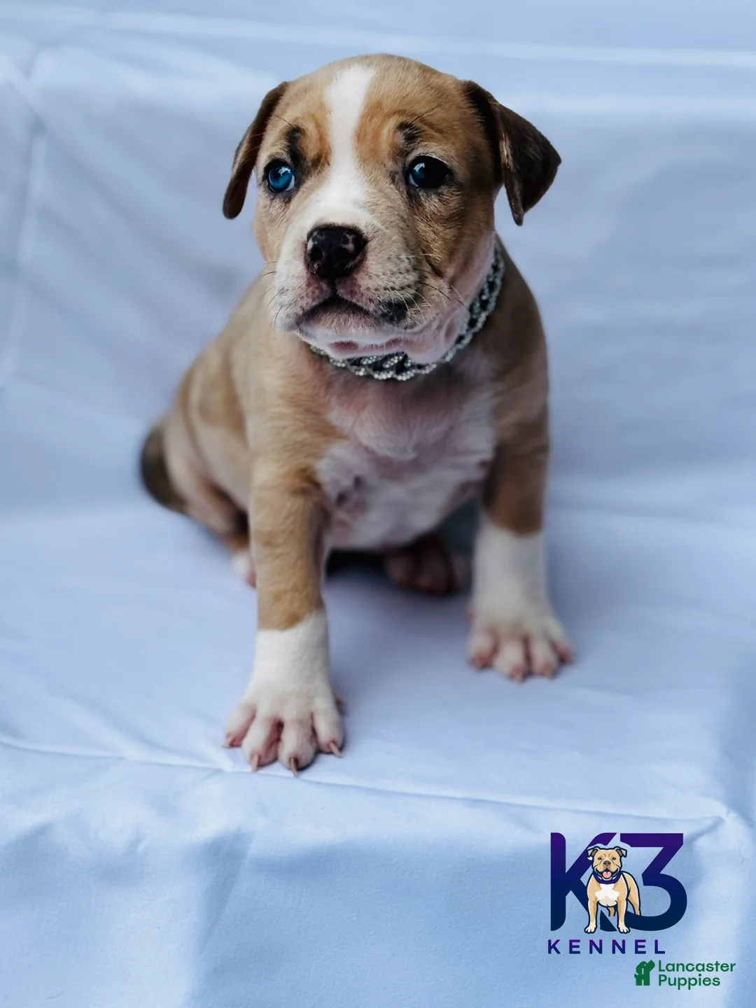 American Bully dogs for sale: American Bully Puppy 3 - Ad 1