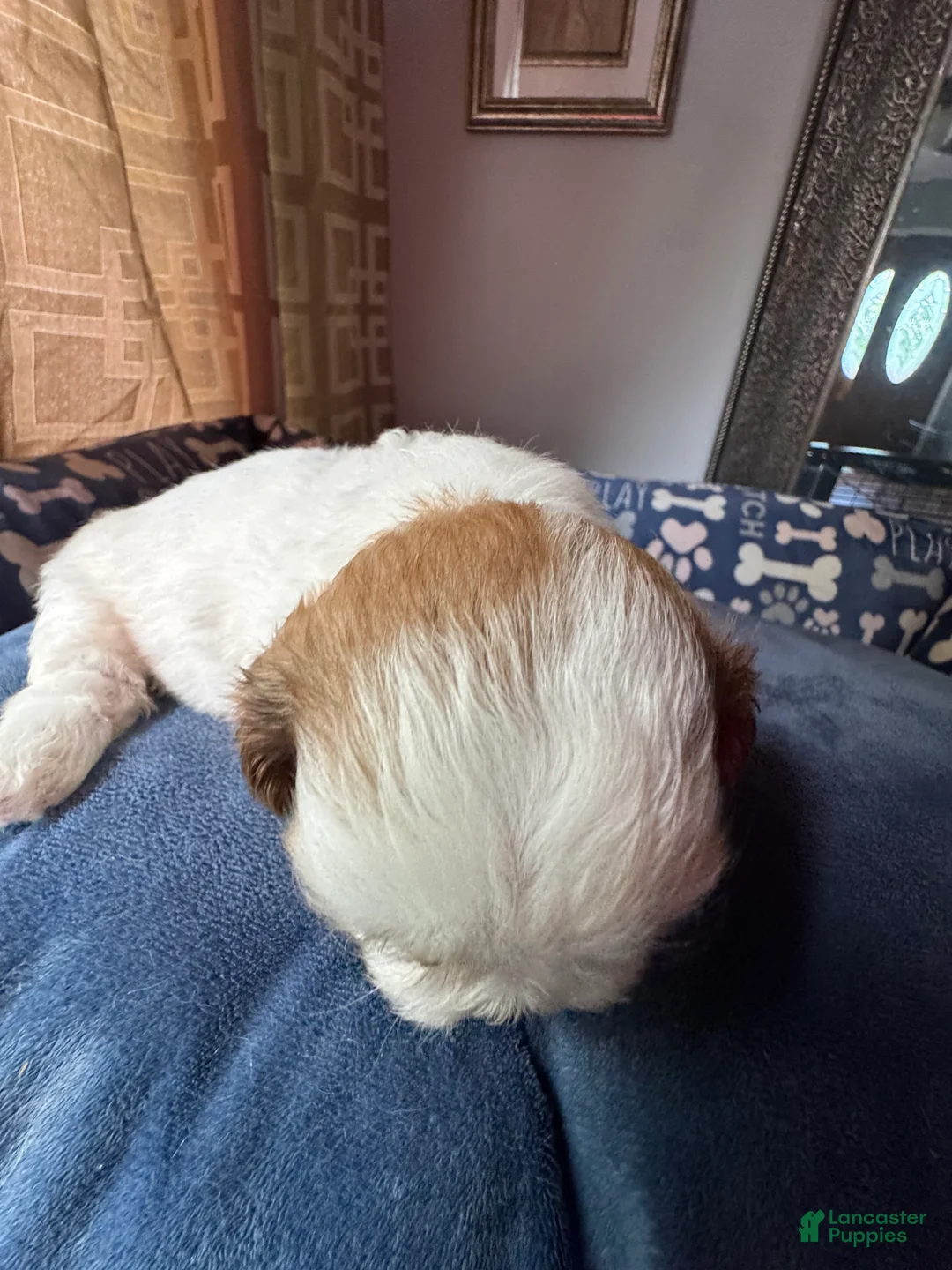 Shih Tzu dogs for sale: Shih Tzu 3 Hazel - Ad 2