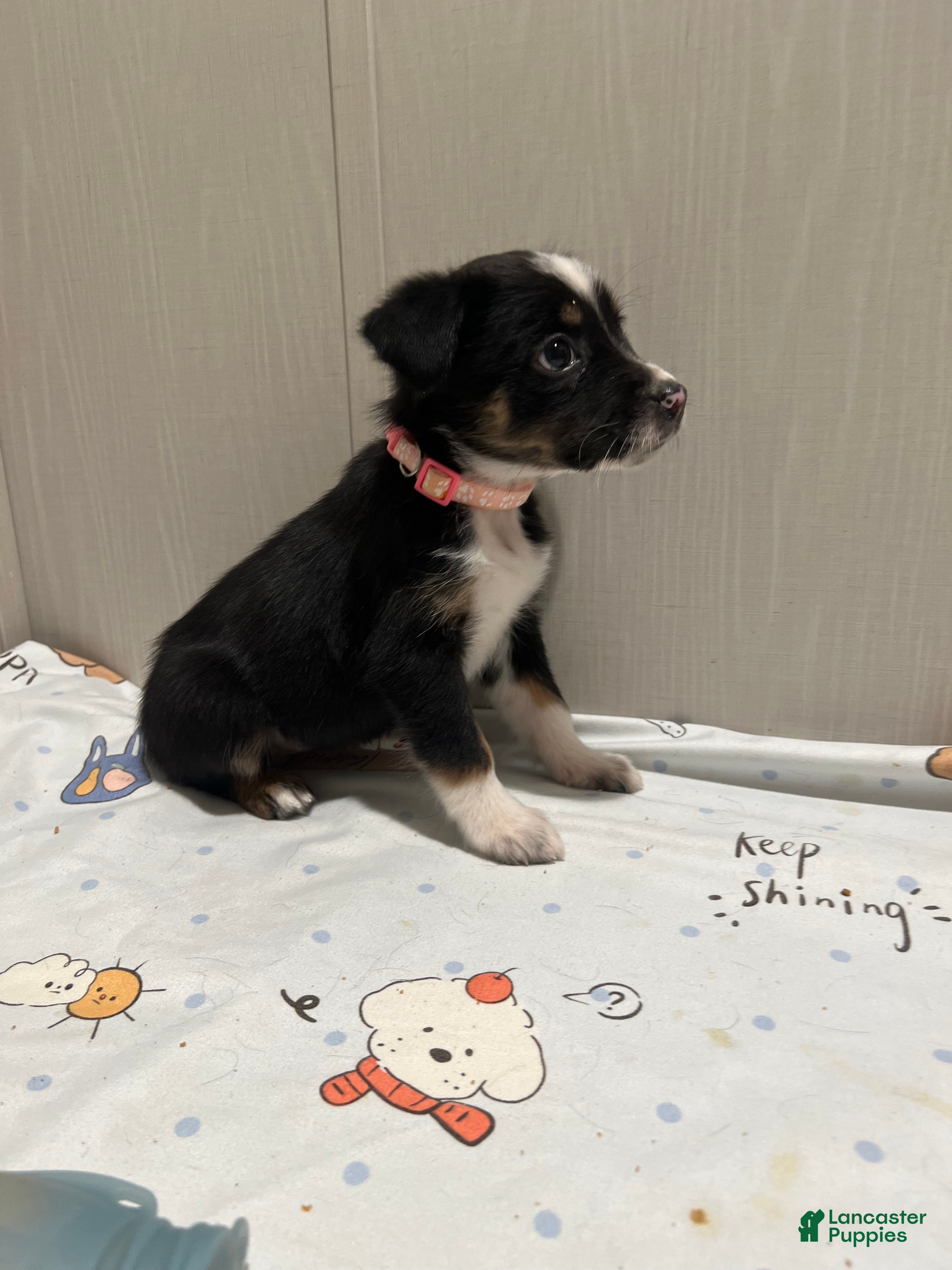 Mixed Breed dogs Mistletoe  - Ad 24