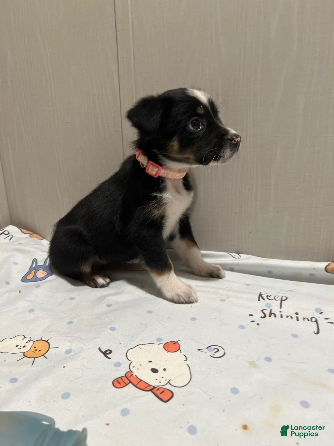 Mixed Breed dogs for sale: Mistletoe  - Ad 1