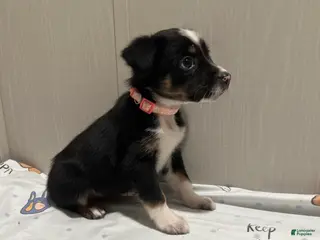 Mixed Breed dogs Mistletoe - Ad 24