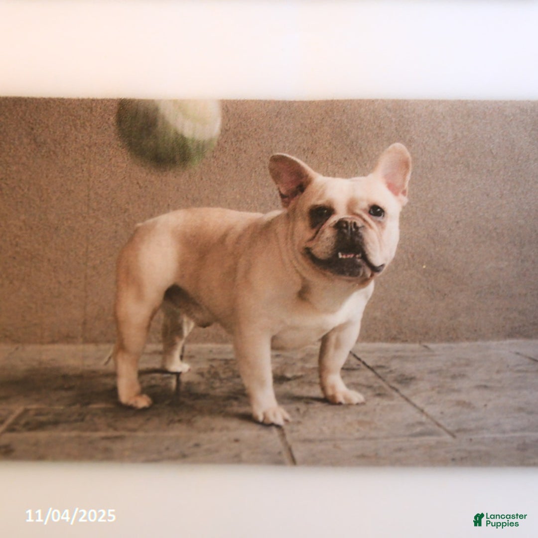 French Bulldog dogs for stud: Gold Chip - Ad 2