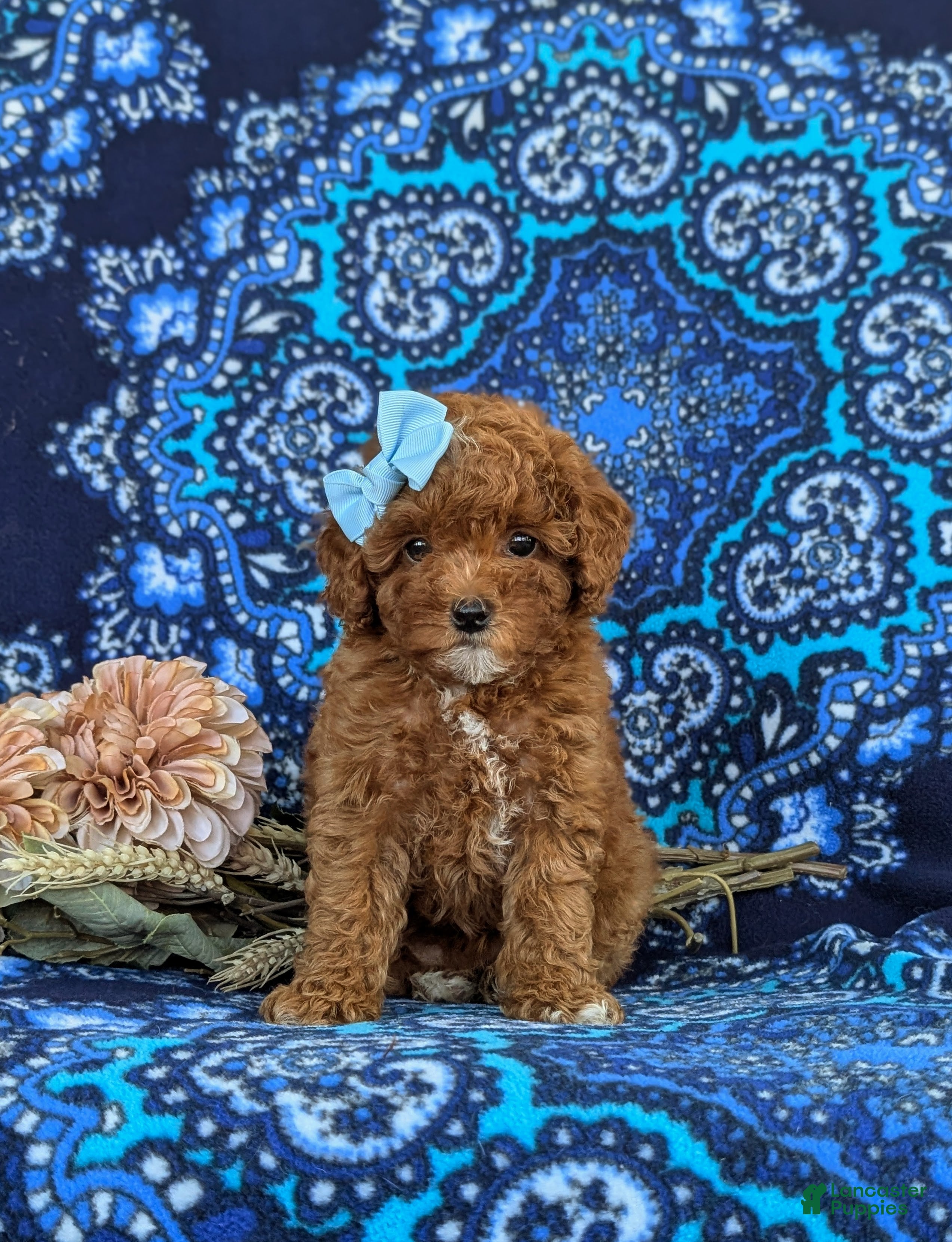 Toy Poodle dogs for sale: Shiloh 9 lbs Full Grown - Ad 4