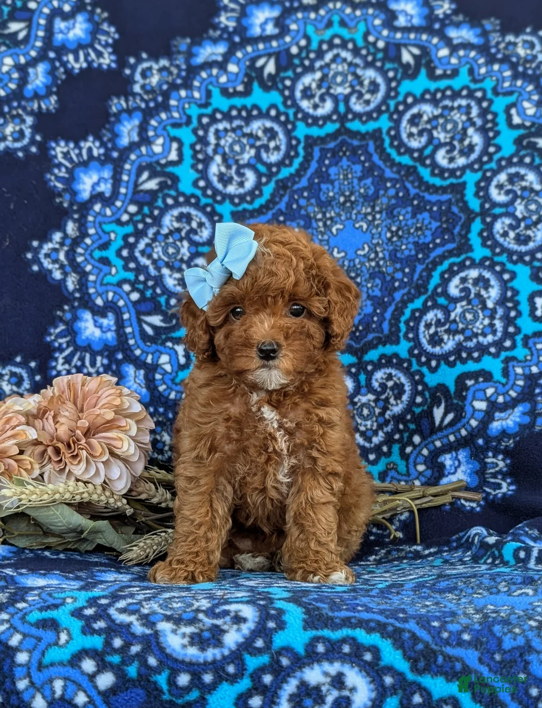 Toy Poodle dogs for sale: Shiloh 9 lbs Full Grown - Ad 1