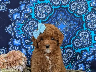 Toy Poodle dogs for sale: Shiloh 9 lbs Full Grown - Ad 4