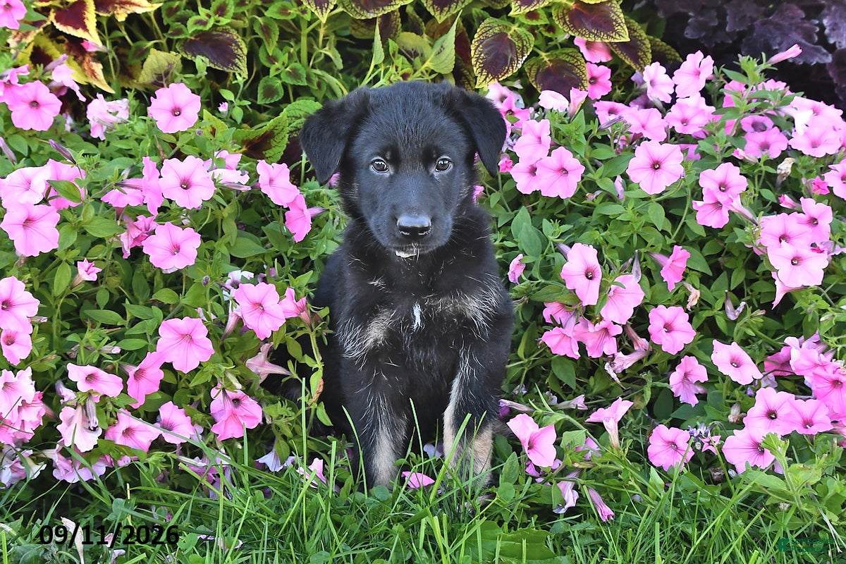 German Shepherd dogs Trevor - Ad 2
