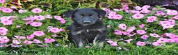 German Shepherd dogs for sale: Trevor - Ad 2