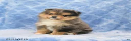 Pomeranian dogs for sale: Shayla - Ad 4