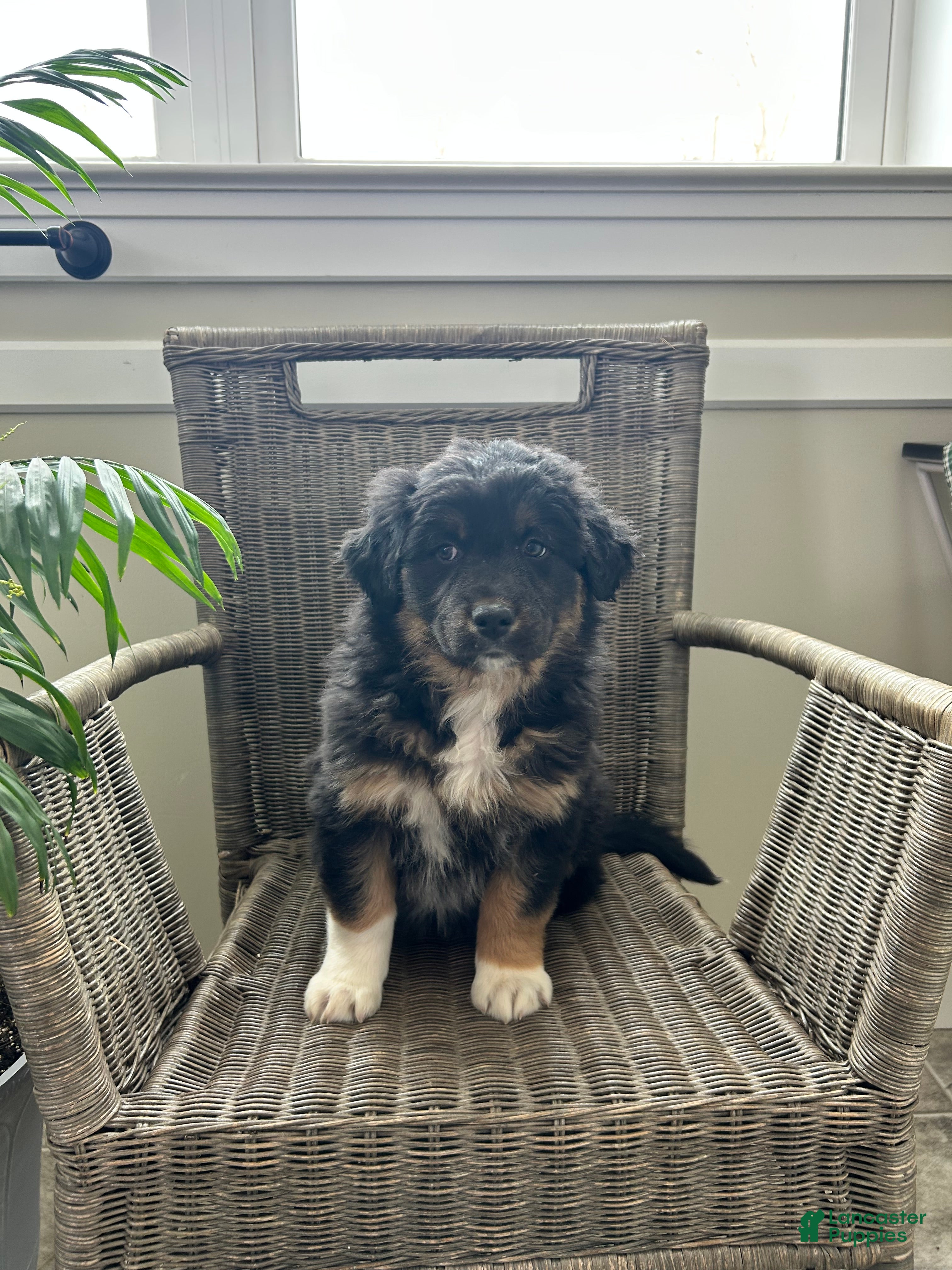 Australian Shepherd dogs Logan  - Ad 2