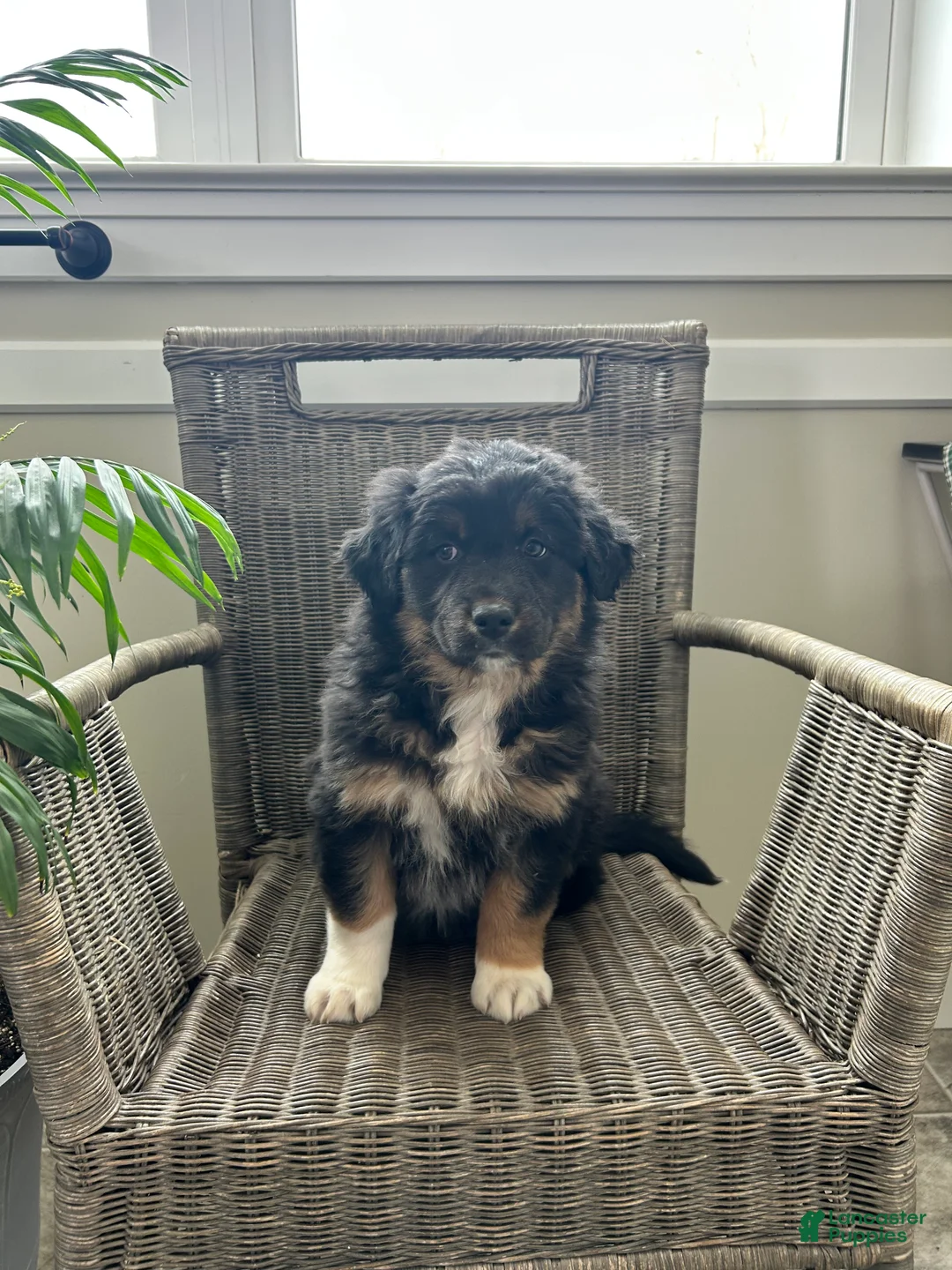 Australian Shepherd dogs for sale: Logan  - Ad 2