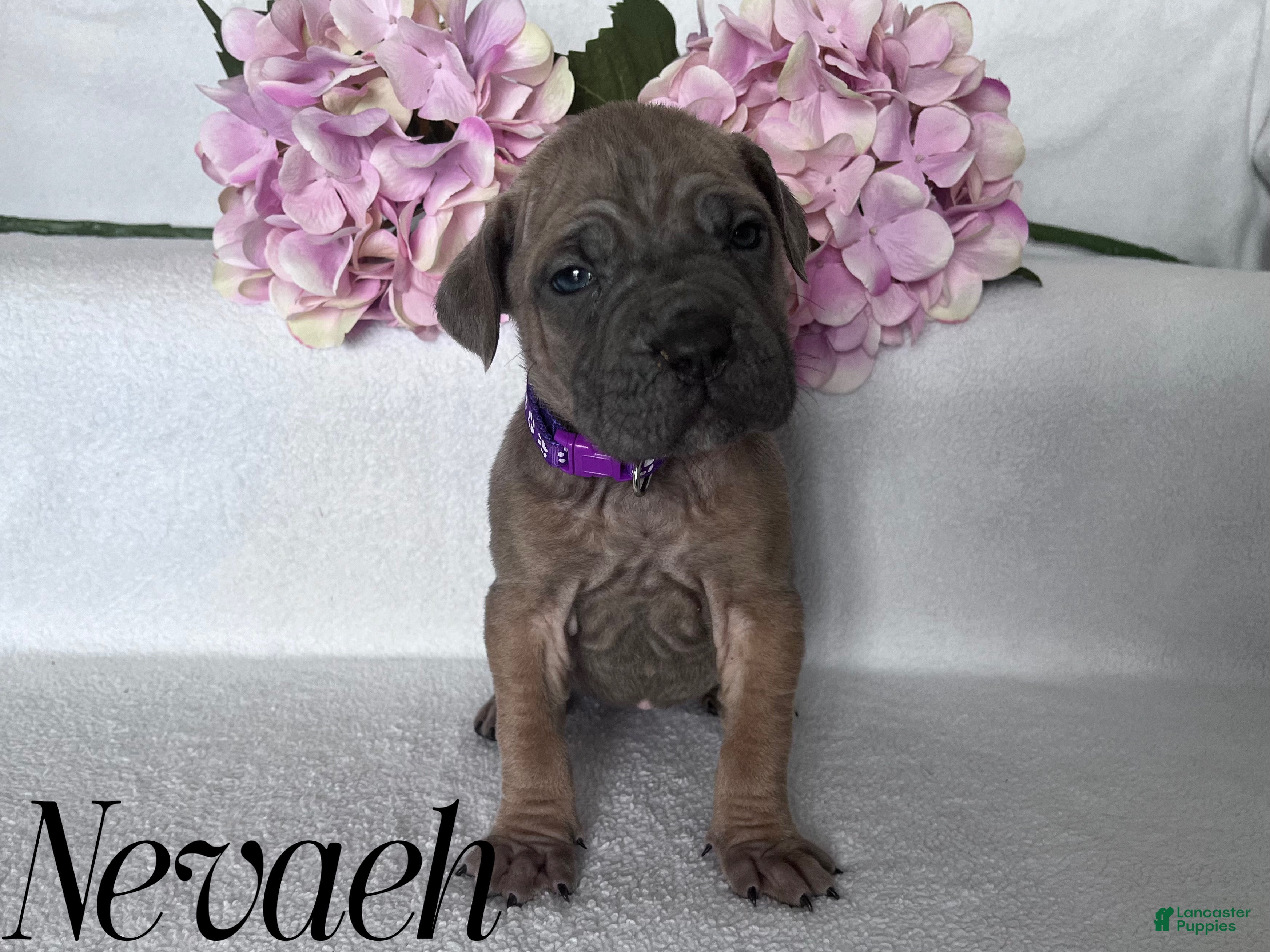 Cane Corso dogs Nevaeh - Ad 2