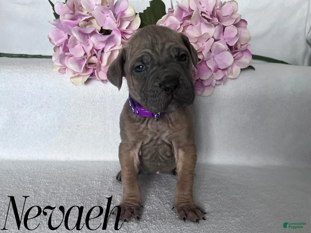 Cane Corso dogs for sale: Nikki - Ad 78