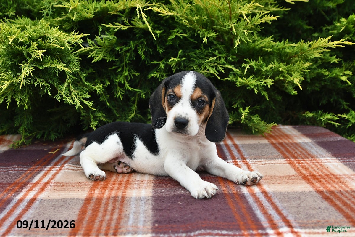 Beagle dogs Blitz - Ad 1