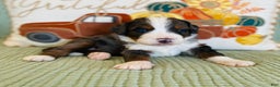 Bernedoodle dogs for sale: Princess - Ad 15