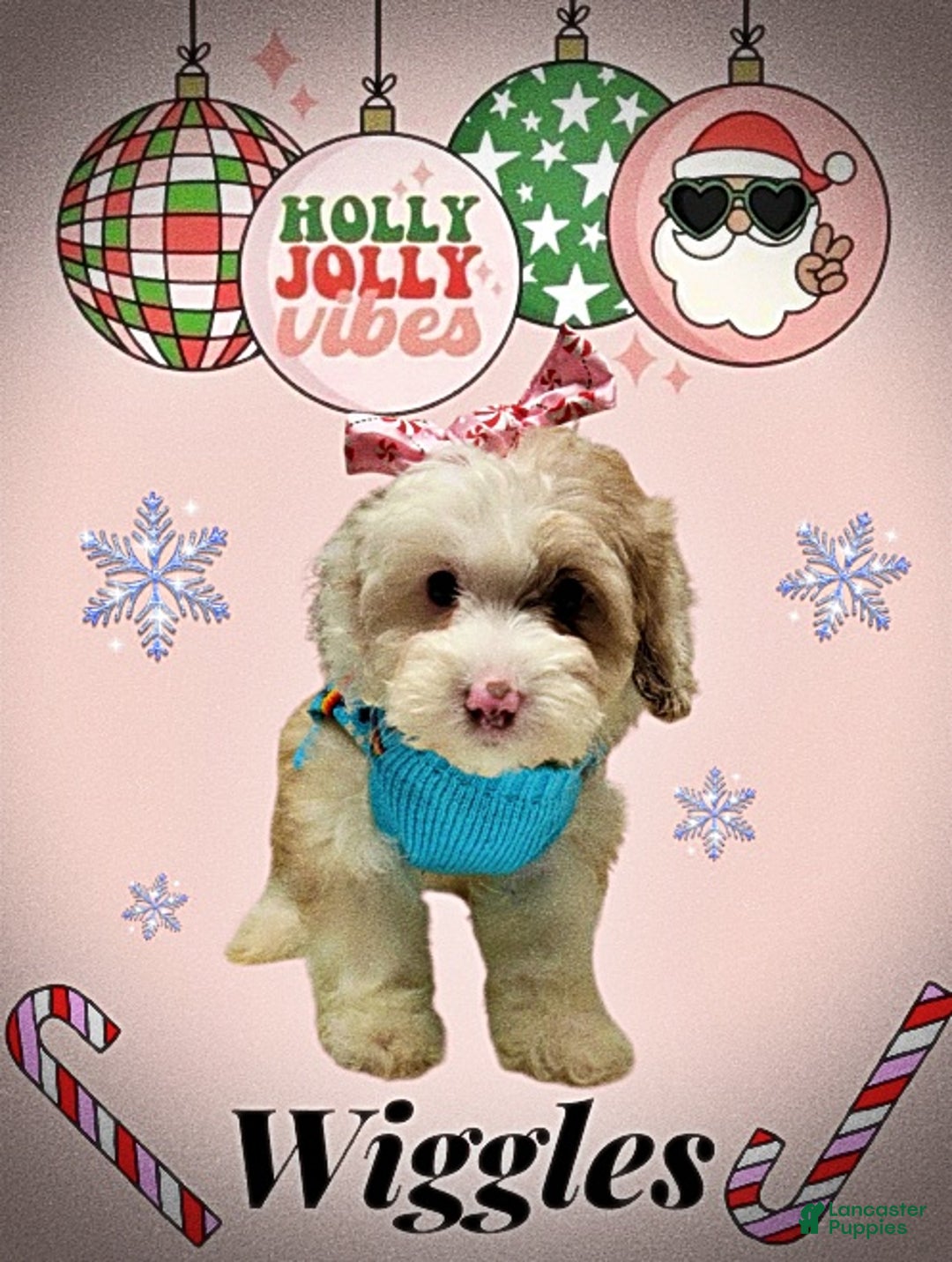 Havapoo dogs for sale: Wiggles - Ad 5