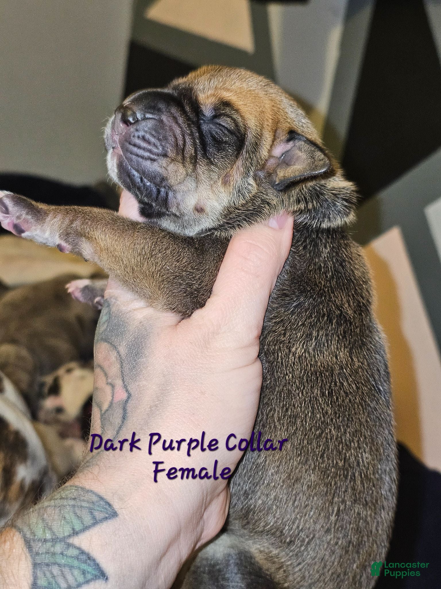 Great Dane dogs Dark purple collar - Ad 15