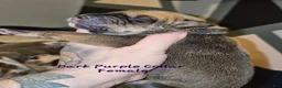 Great Dane dogs for sale: Dark purple collar - Ad 1