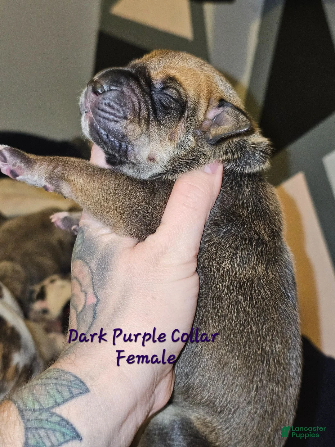 Great Dane dogs for sale: Dark purple collar - Ad 1
