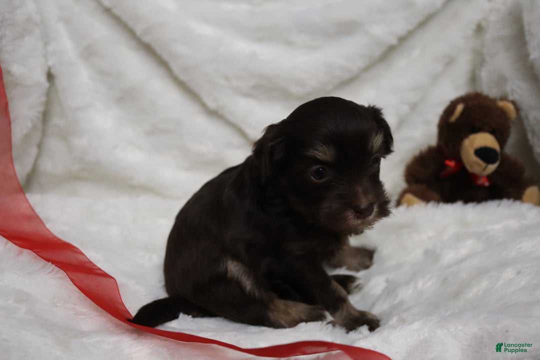 Havanese dogs for sale: Chocolate - Ad 6