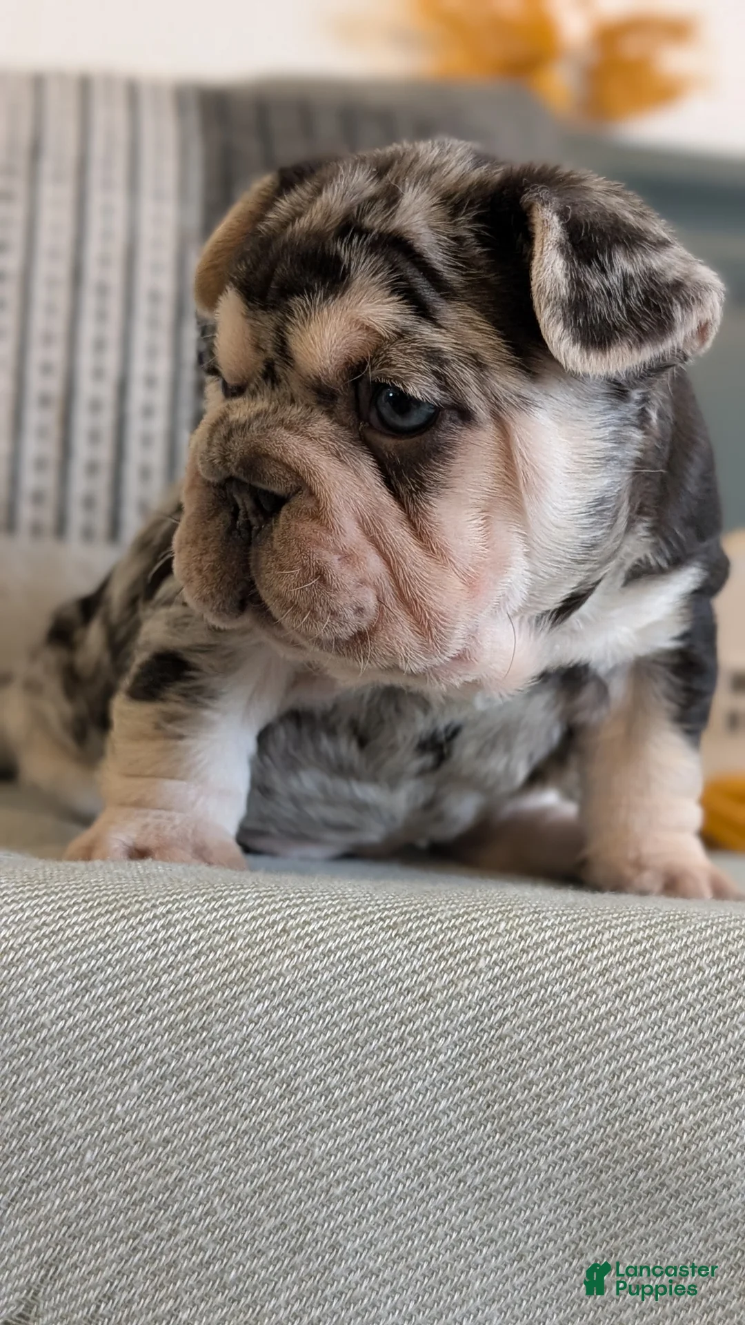 French Bulldog dogs for sale: River - Ad 7