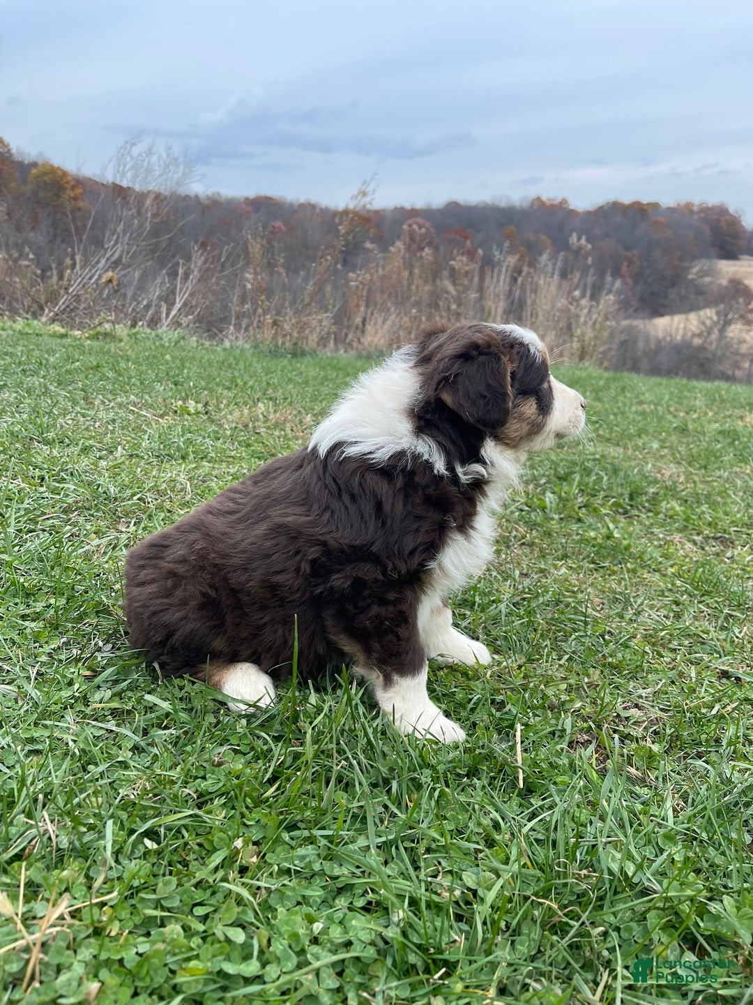 Australian Shepherd dogs for sale: Callie - Ad 3