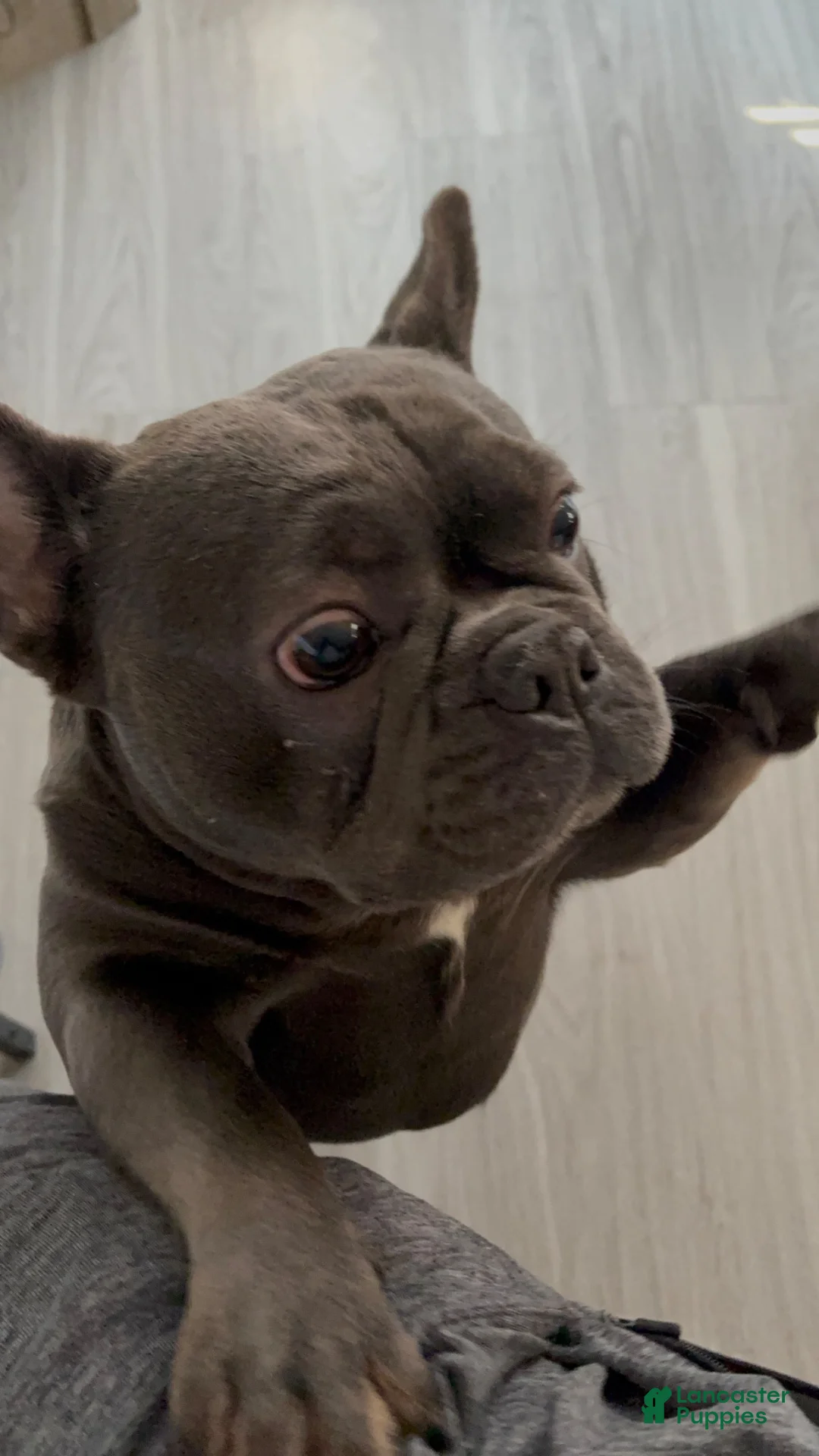 French Bulldog dogs for stud: Myylo - Ad 2