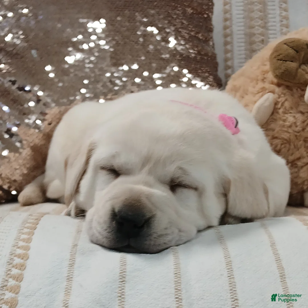 Labrador Retriever dogs for sale: IRIS - Ad 5