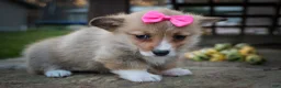 Welsh Corgi Pembroke dogs for sale: Shelby🎀 - Ad 7