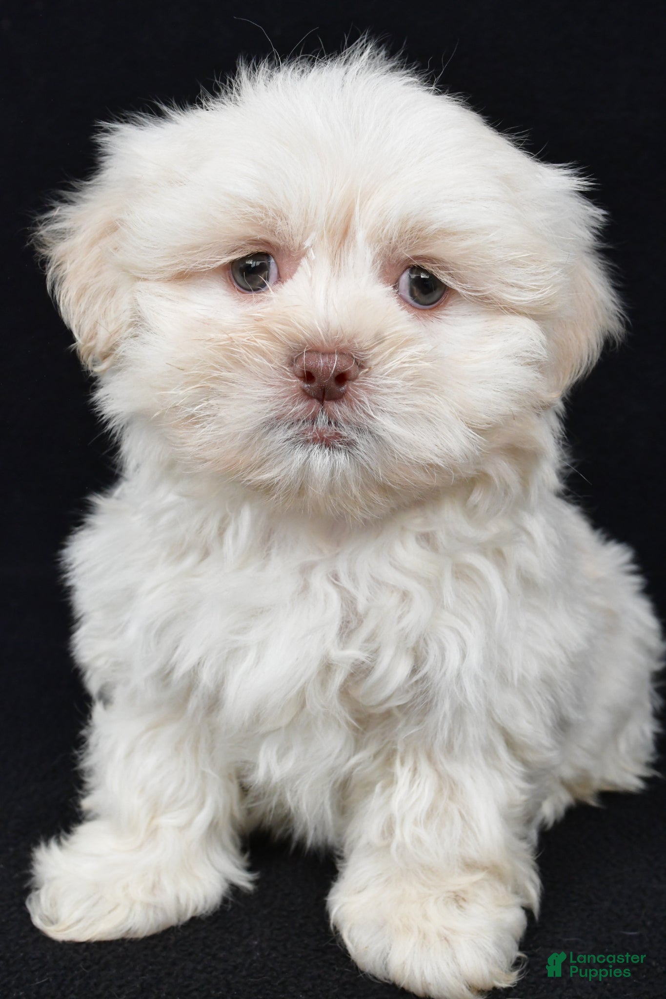 Teddy Bear dogs Dustin - Ad 1