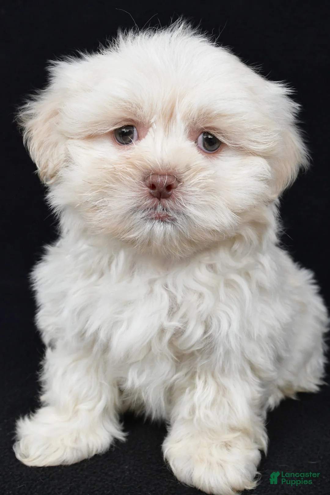 Teddy Bear dogs for sale: Dustin - Ad 1