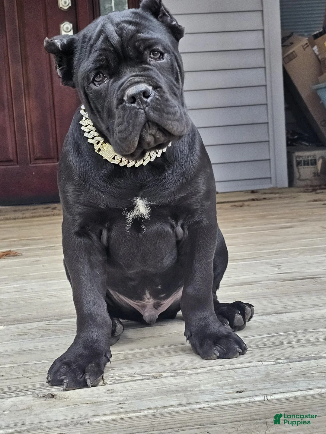 Cane Corso dogs for sale: ZEUS - Ad 27