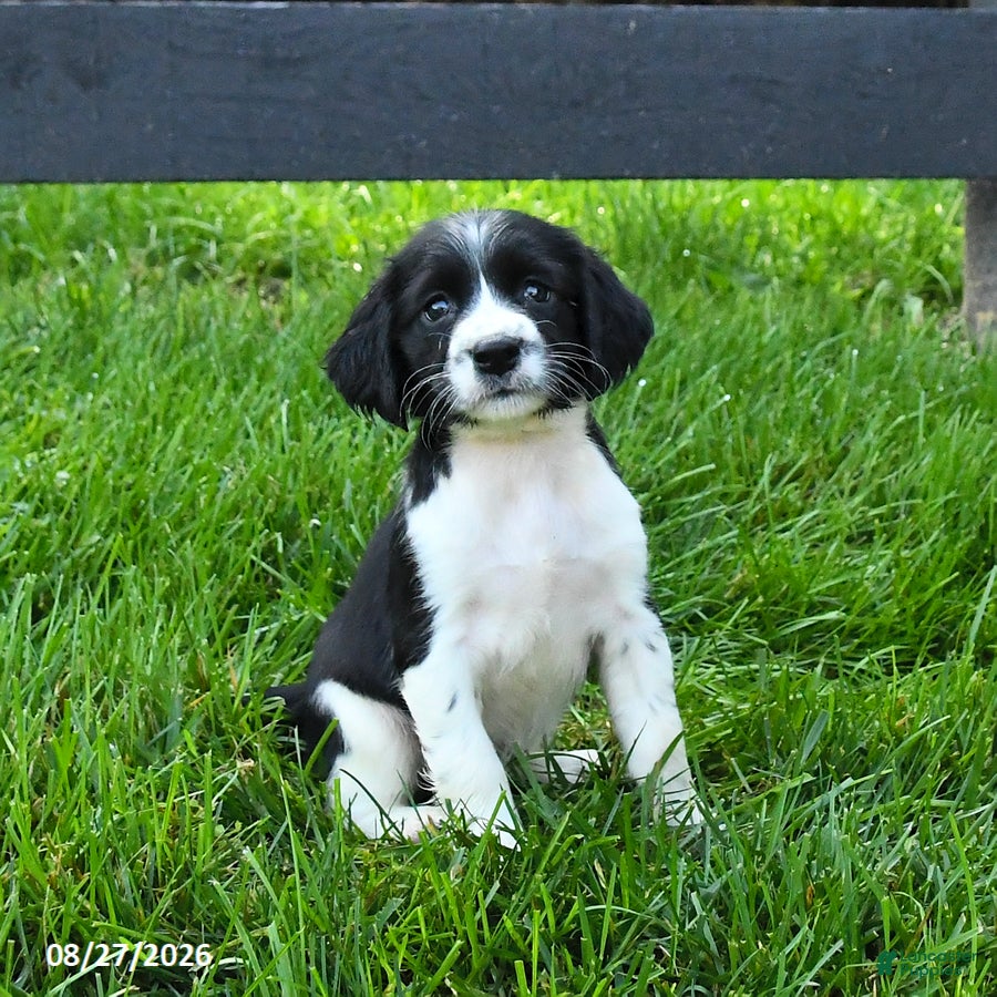 English Springer Spaniel dogs Bonnie - Ad 2