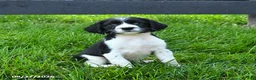 English Springer Spaniel dogs for sale: Bonnie - Ad 2