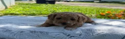 Mini Goldendoodle dogs for sale: Goldilocks - Ad 3