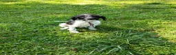 Labradoodle dogs for sale: Trucker - Ad 2