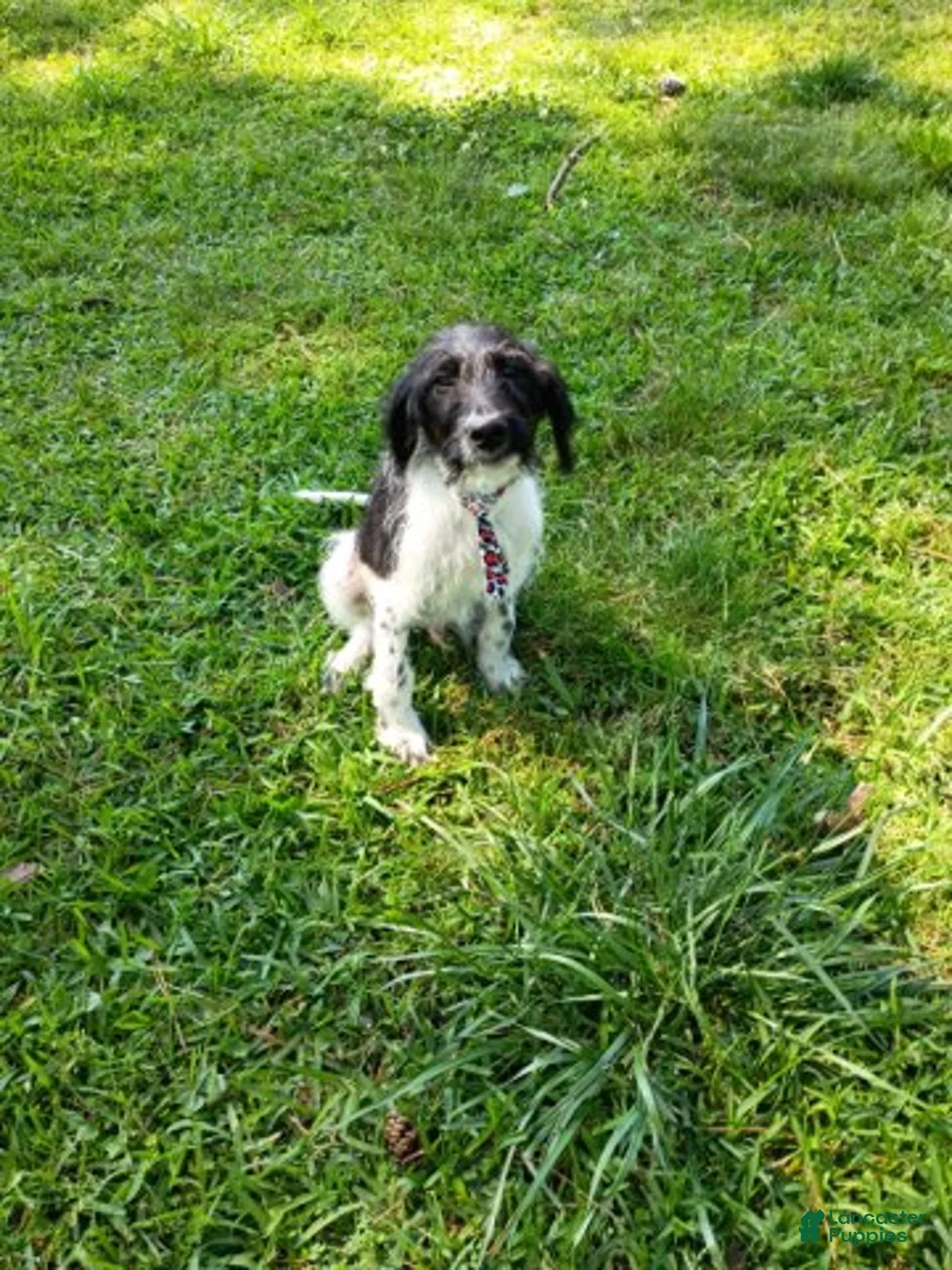 Labradoodle dogs for sale: Trucker - Ad 2