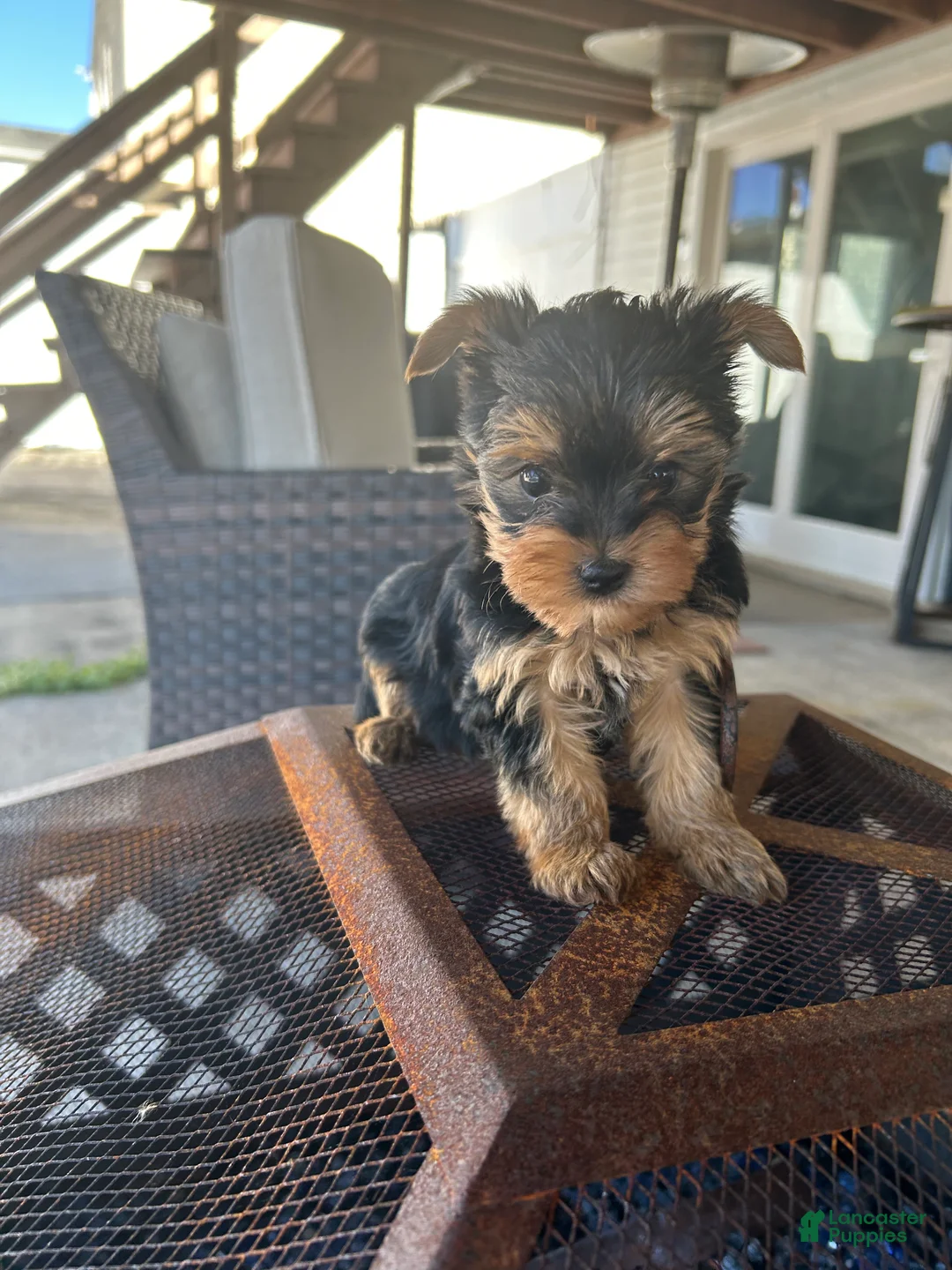 Yorkshire Terrier dogs for sale: Yorkshire Terrier Puppy 3. Teacup nova - Ad 1