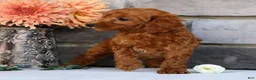 Miniature Poodle dogs for sale: Nina - Ad 4