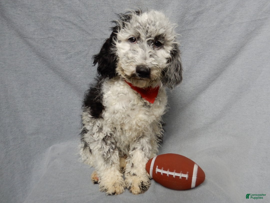Sheepadoodle dogs for sale: Panda (medium) - Ad 7