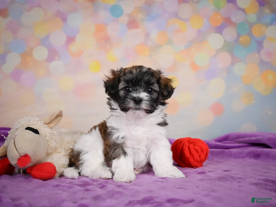 Maltipoo dogs for sale: Tucker - Ad 2