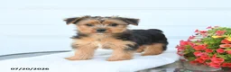Morkie dogs for sale: Lewis - Ad 3