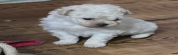 Standard Poodle dogs for sale: Ghost - Ad 8