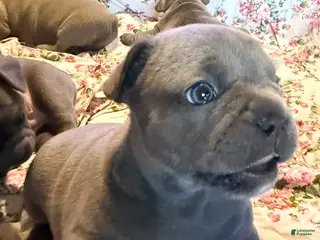 French Bulldog dogs French Bulldog 3 ****ON HOLD***^ - Ad 19