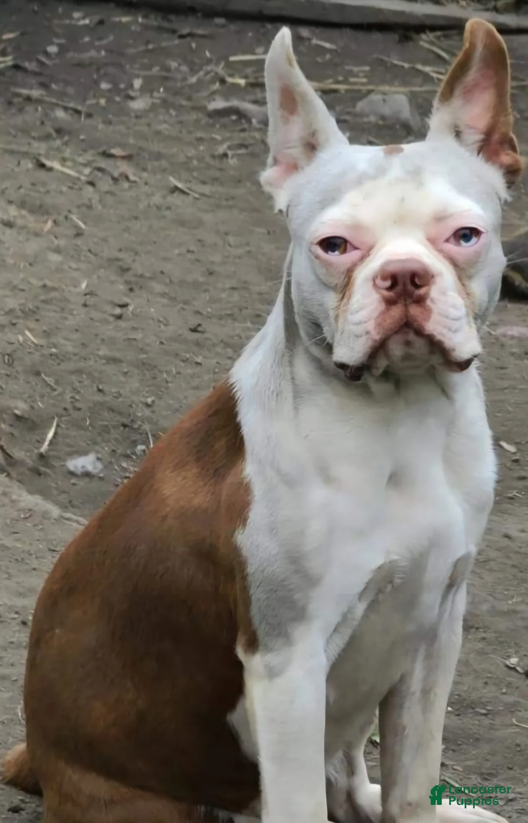 Boston Terrier dogs for sale: Zephyr - Ad 2