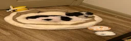 Cavapoo dogs for sale: Miki - Ad 6