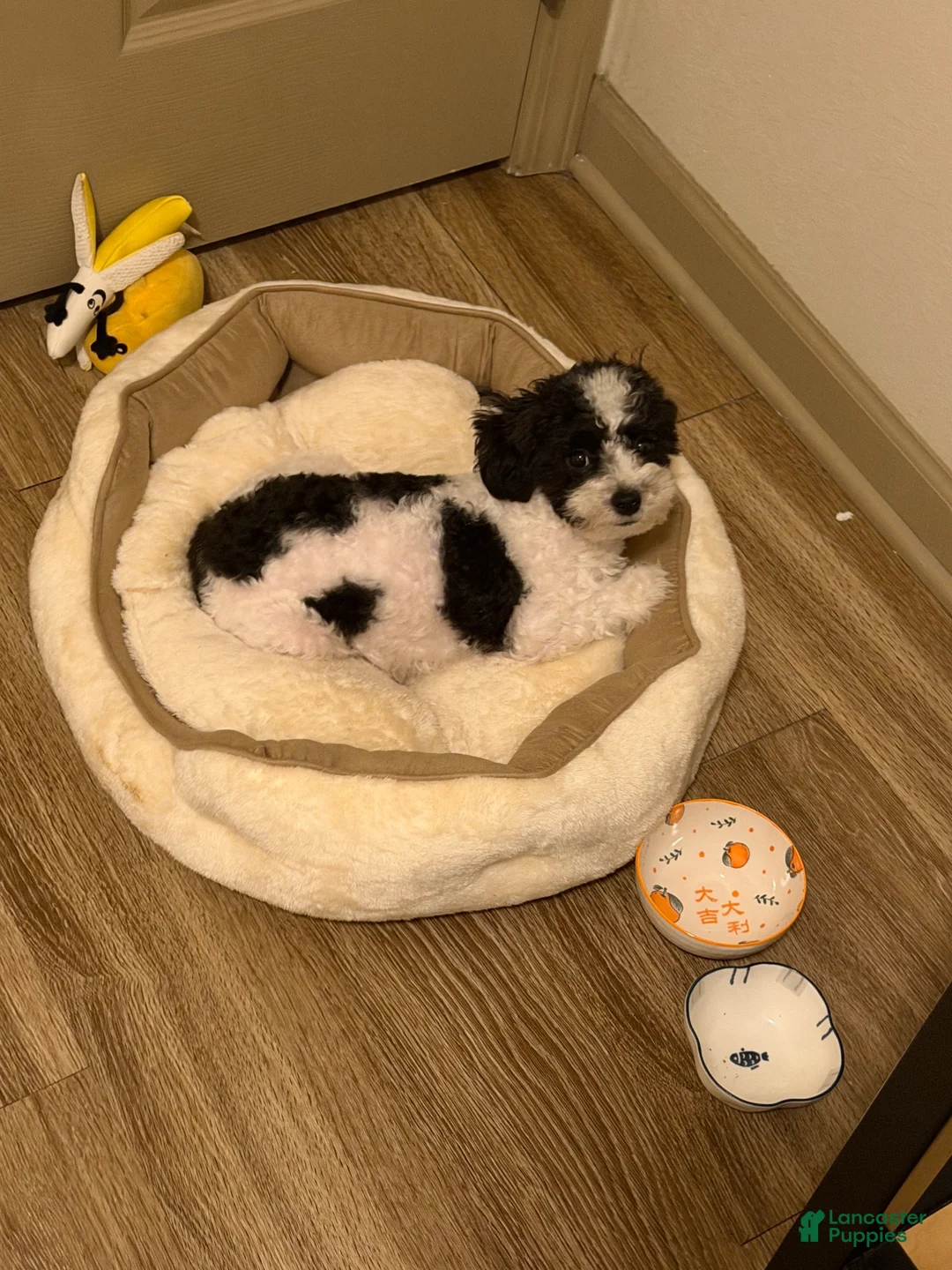 Cavapoo dogs for sale: Miki - Ad 6