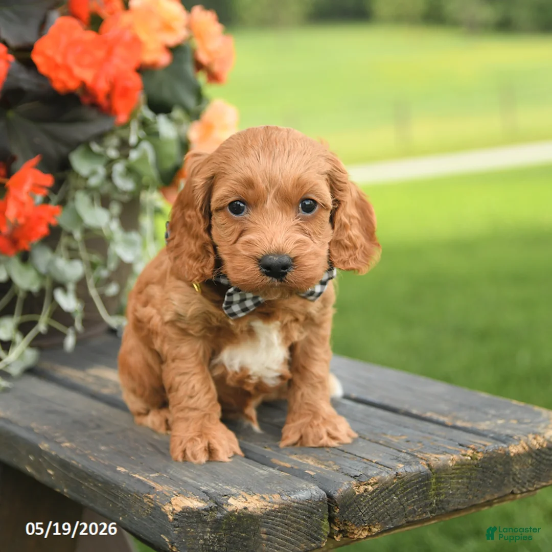 Cockapoo dogs for sale: Duke - Ad 1