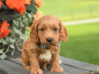 Cockapoo dogs for sale: Duke - Ad 3