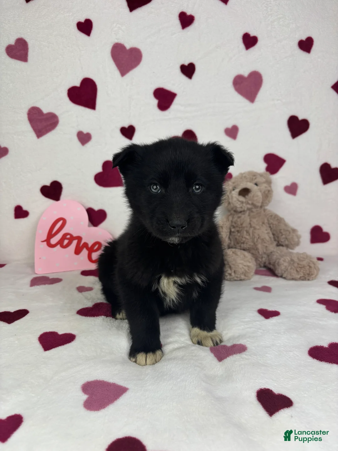 Mixed Breed dogs for sale: Cooper - Ad 2